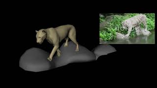 Tiger anim test