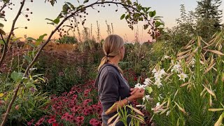 Floret Farm Tour: Fall Cutting Garden by Floret Flower Farm 43,625 views 6 months ago 10 minutes, 22 seconds