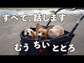 すべて、お話しします【コーギー】【マンチカン】