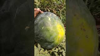 12 किलो का तरबूज Big Watermelon Farming in India, Tarbooj ki kheti #shorts