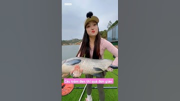 Gái xinh câu cá trắm đen hồ dịch vụ và cái kết #cauca #fishing #shortvideo