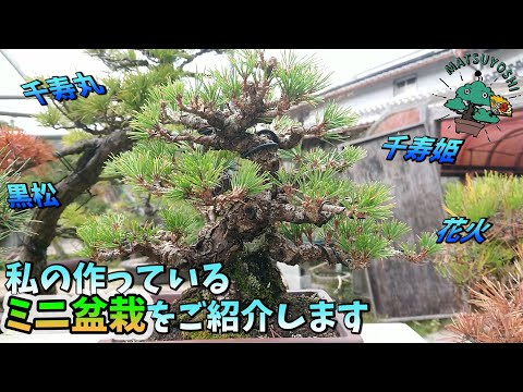 僕が作っているミニ盆栽の紹介 初心者盆栽お手入れ講座 - YouTube