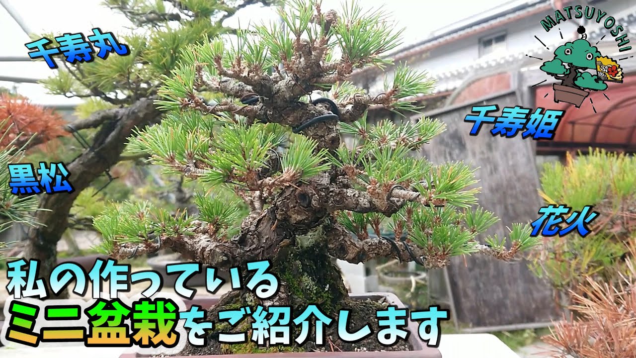 僕が作っているミニ盆栽の紹介 初心者盆栽お手入れ講座 - YouTube