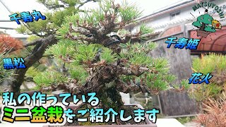 Introducing the Mini Bonsai I Grow: A Care Guide for Beginners