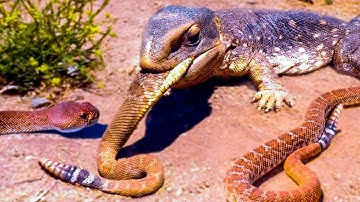 12 times snakes messed with the wrong opponent