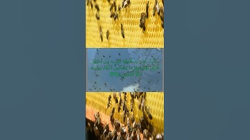 وَقِيلَ لِلذِينَ اَ۪تَّقَوْاْ مَاذَآ أَنزَلَ رَبُّكُمْ...... من سورة النحل القارئ الياس حجري #coran