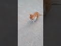 #yutubeshorts #catvideos #cat