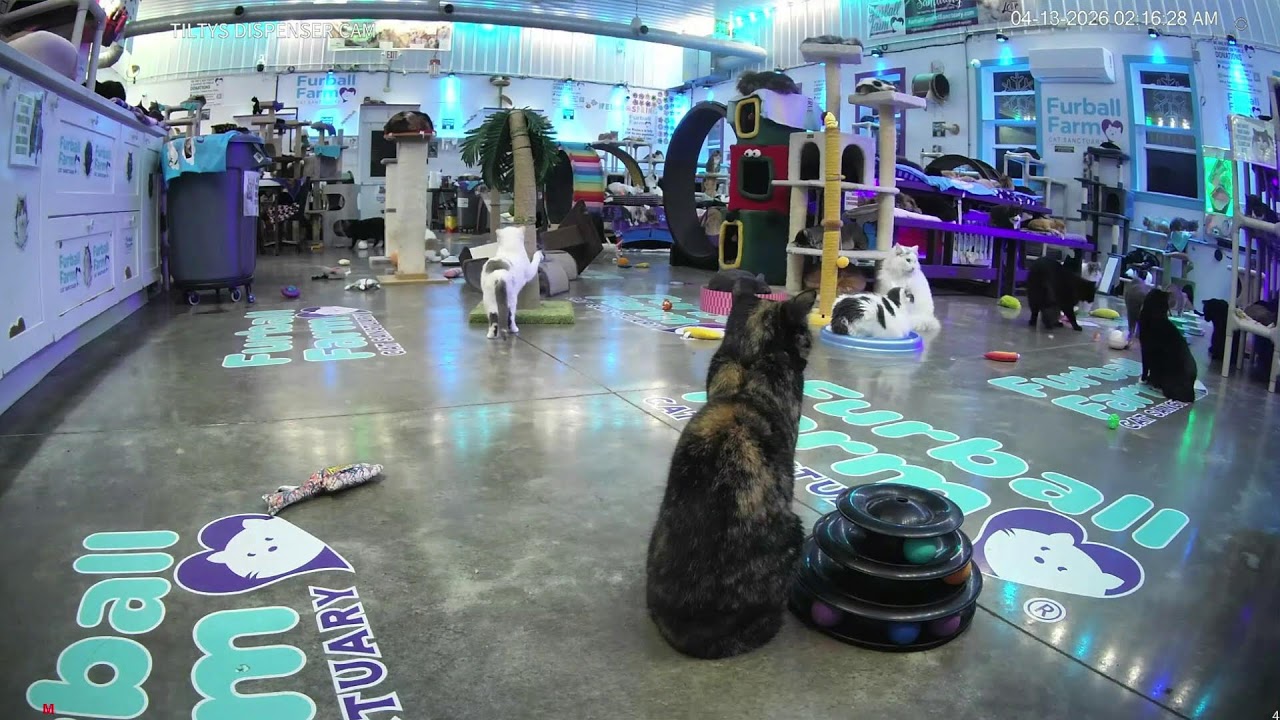 Live! At Furball Farm Cat Sanctuary! (24/7)