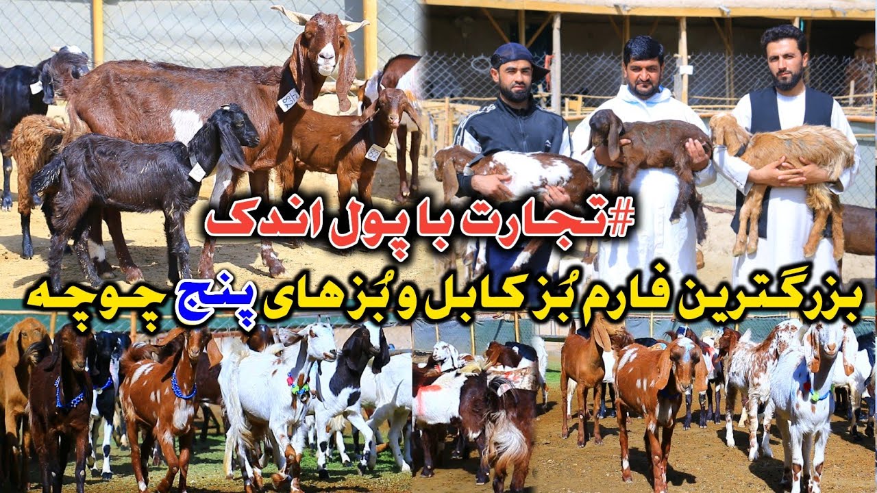 Пастушья ферма | Крупнейшая иностранная козья ферма и импорт пятирогих коз в Кабуле | Бизнес с не...