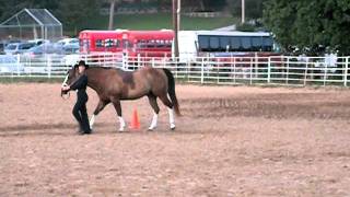 Christian County Fairgrounds Show 3