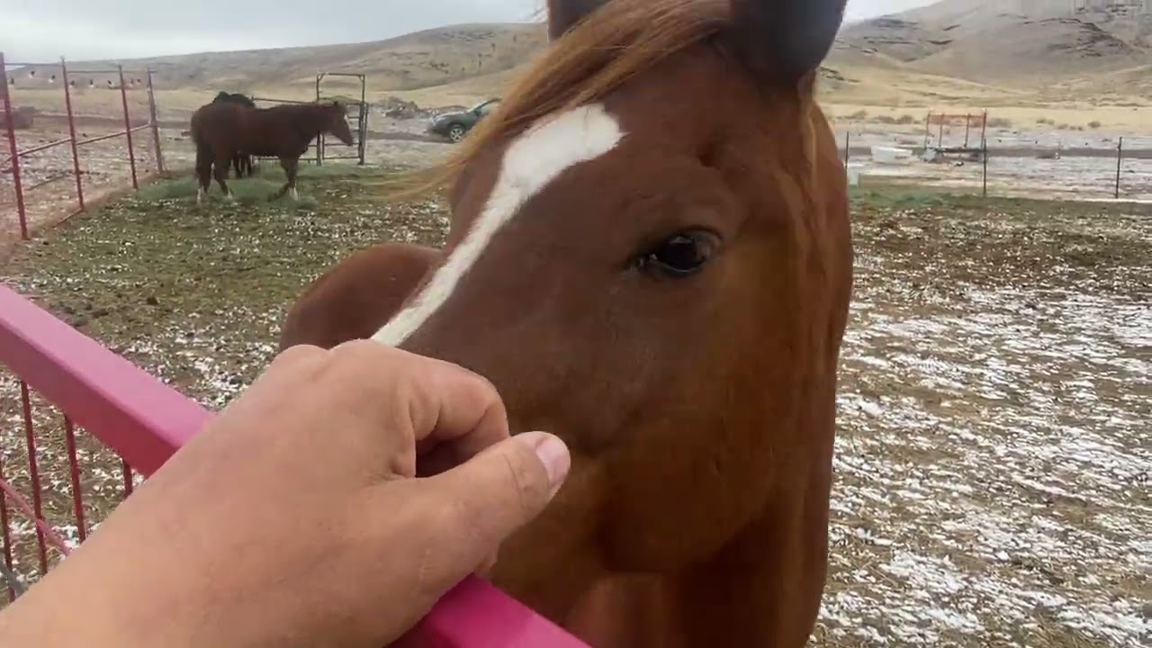 The Horses Feb 17th 2026