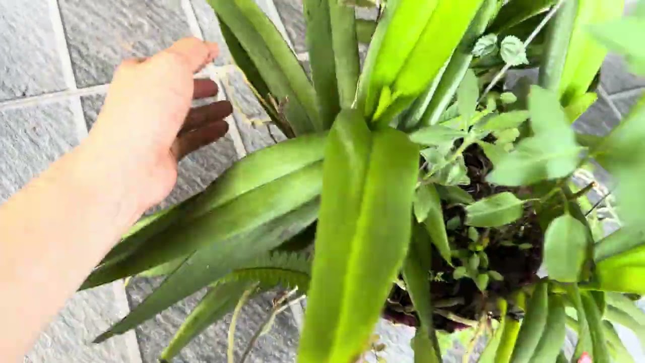 Evening session 7/2. Affordable wild orchids. Contact 0357771899