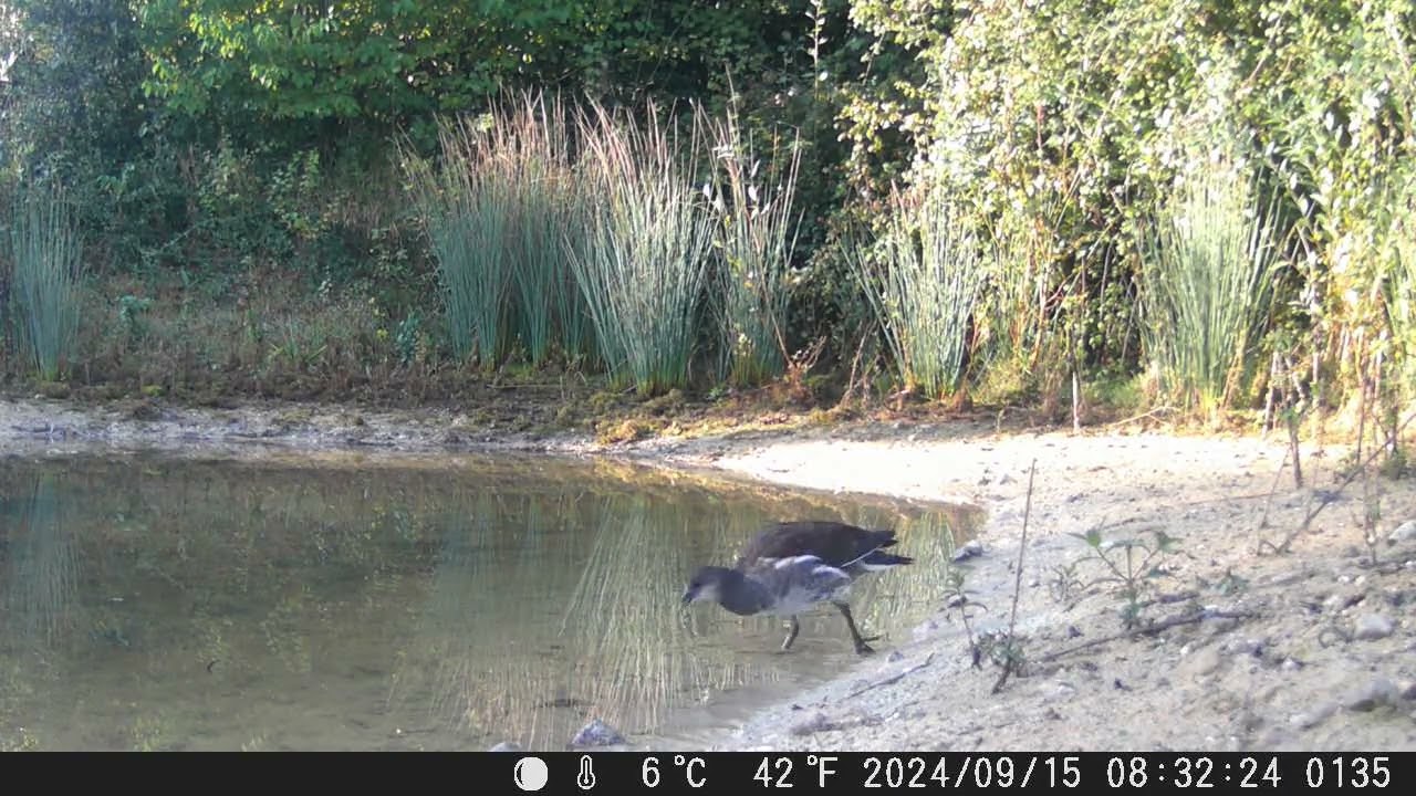 One of the Moorhen chicks feeding on our pond