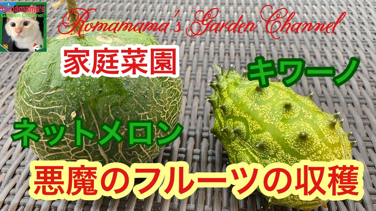 家庭菜園 悪魔のフルーツキワーノ ネットメロン パッションフルーツの収穫 ベランダ菜園 果樹栽培 Youtube
