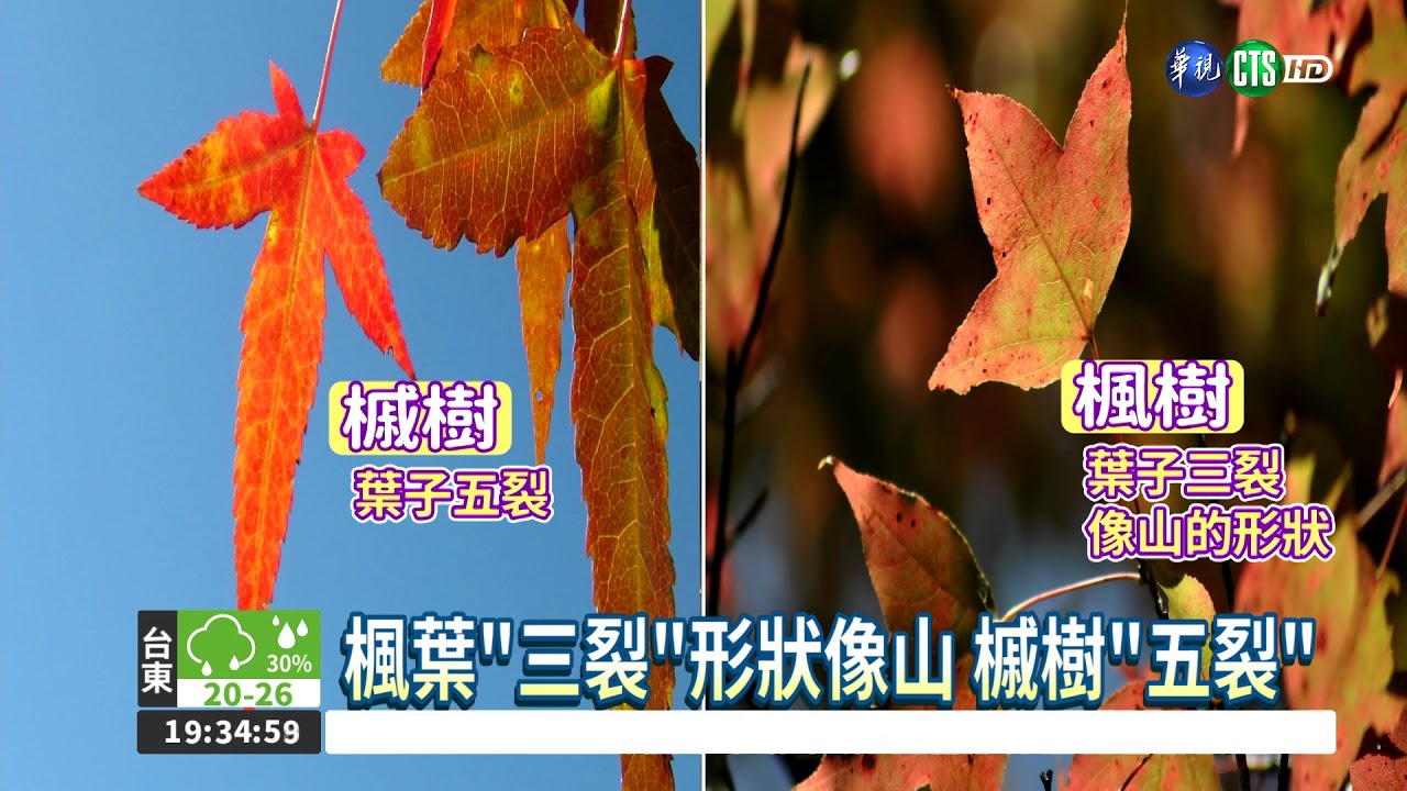 楓葉變紅的原因 槭樹變紅