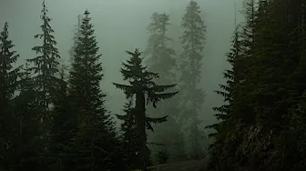 POV: You're in the woods looking for cryptids // A Cryptidcore playlist // POV: You're in the woods looking for cryptids // A Cryptidcore playlist //