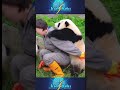 Animalul care pare un ursuleț de pluș viu și cucerește întreaga lume