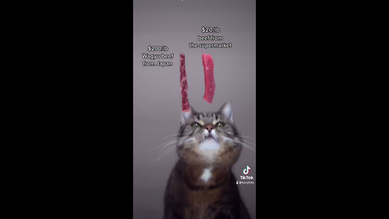Spoiling My Kitty With Some Wagyu Beef From Japan Furryfritz Catographer Cat Wagyubeef