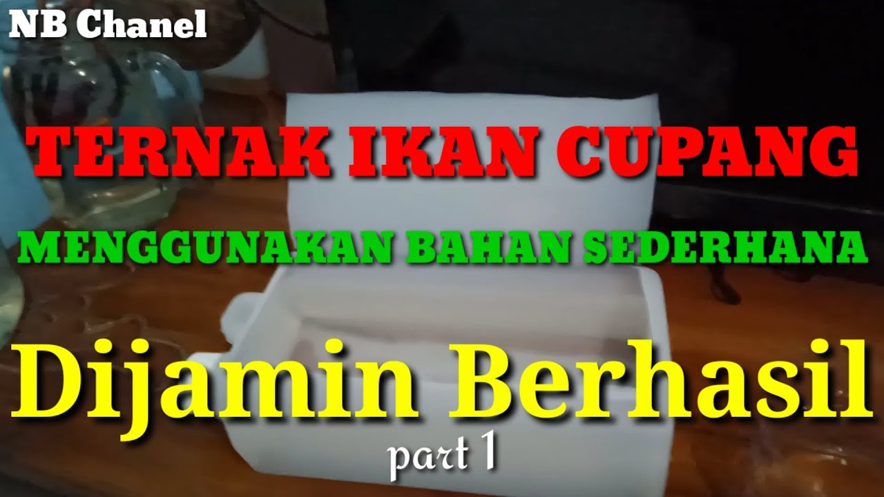CARA MUDAH TERNAK IKAN CUPANG DIJAMIN BERHASIL 
