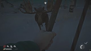 #309 Milton Moose respawn after 137 Days and why not 134 - Interloper Day 1450+ The Long Dark