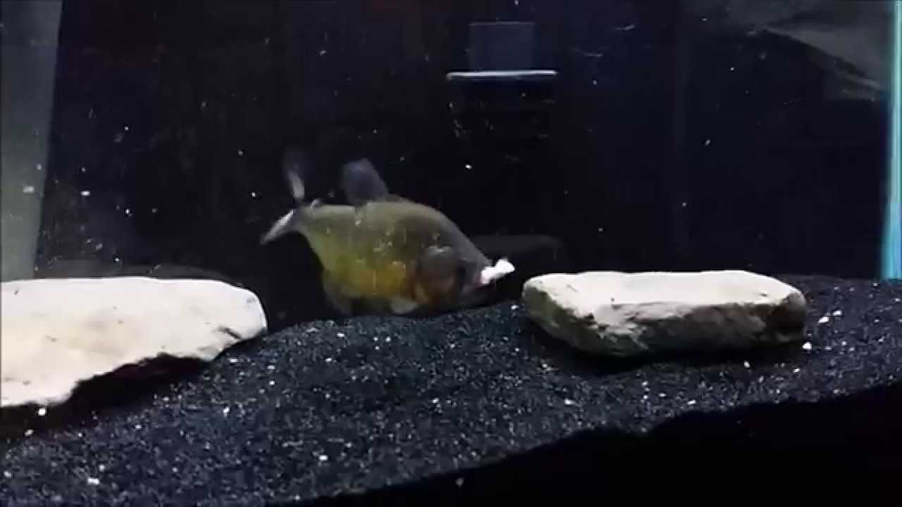 camera iphone 8 plus apk Gold Spilo Mac vs Goldfish