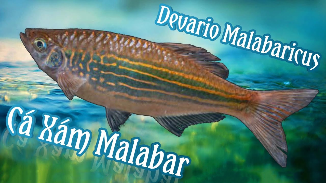 Cá Xảm Malabar - Devario malabaricus - (Jerdon, 1849) - Cyprinidae - Danio malabar