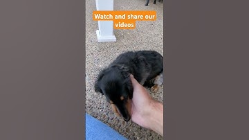 Thumbnail of SPRINGTIME 🌷 on the front porch! #music #song #shorts #doxies