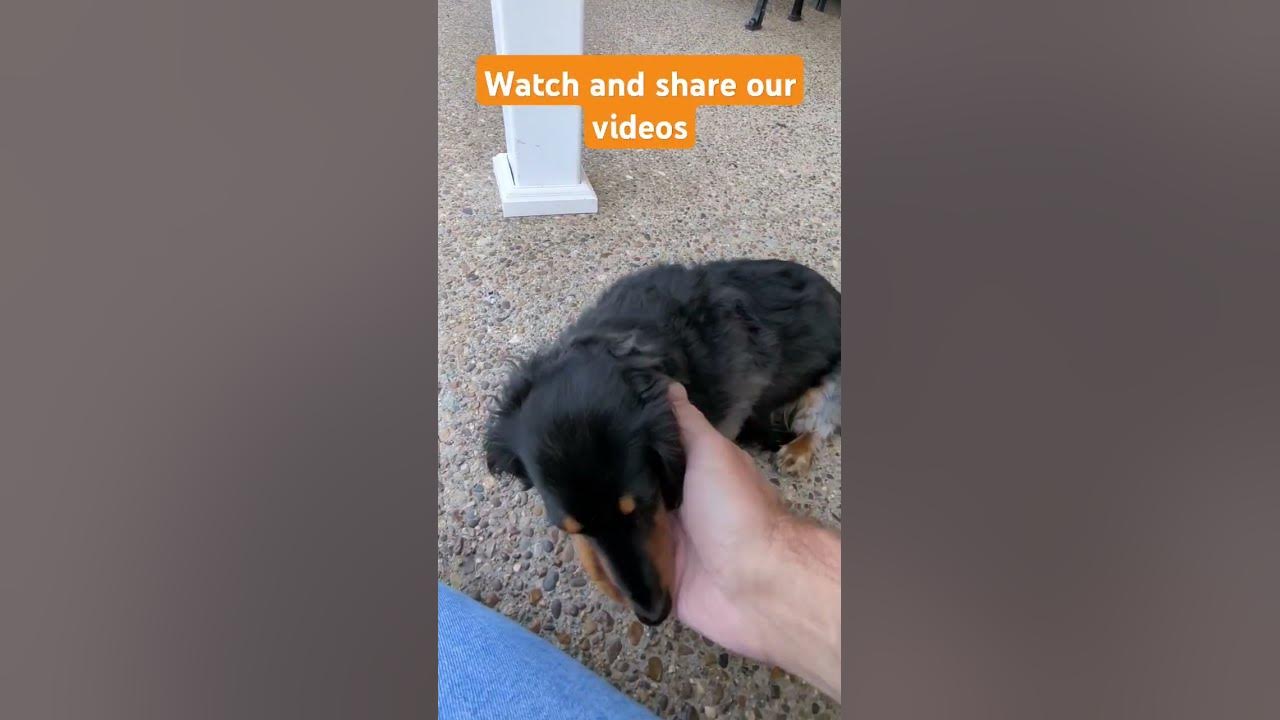 SPRINGTIME 🌷 on the front porch! #music #song #shorts #doxies