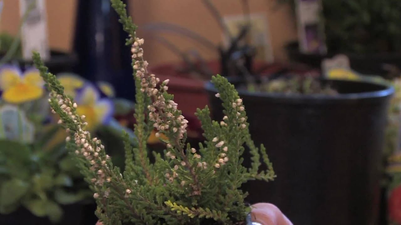 Flower Gardens : How to Grow Scotch Heather (Calluna Vulgaris)