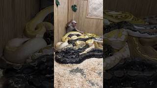 ROOM FULL OF GIANT 20 FOOT SNAKES😮🤯