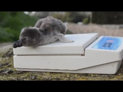 Adorable penguin chicks