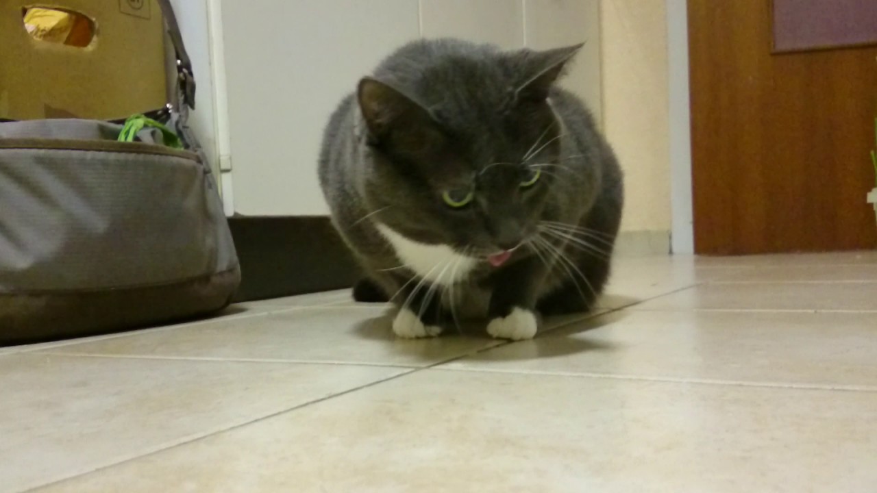 Nachdem diese Katze Katzengras gefressen hat... YouTube