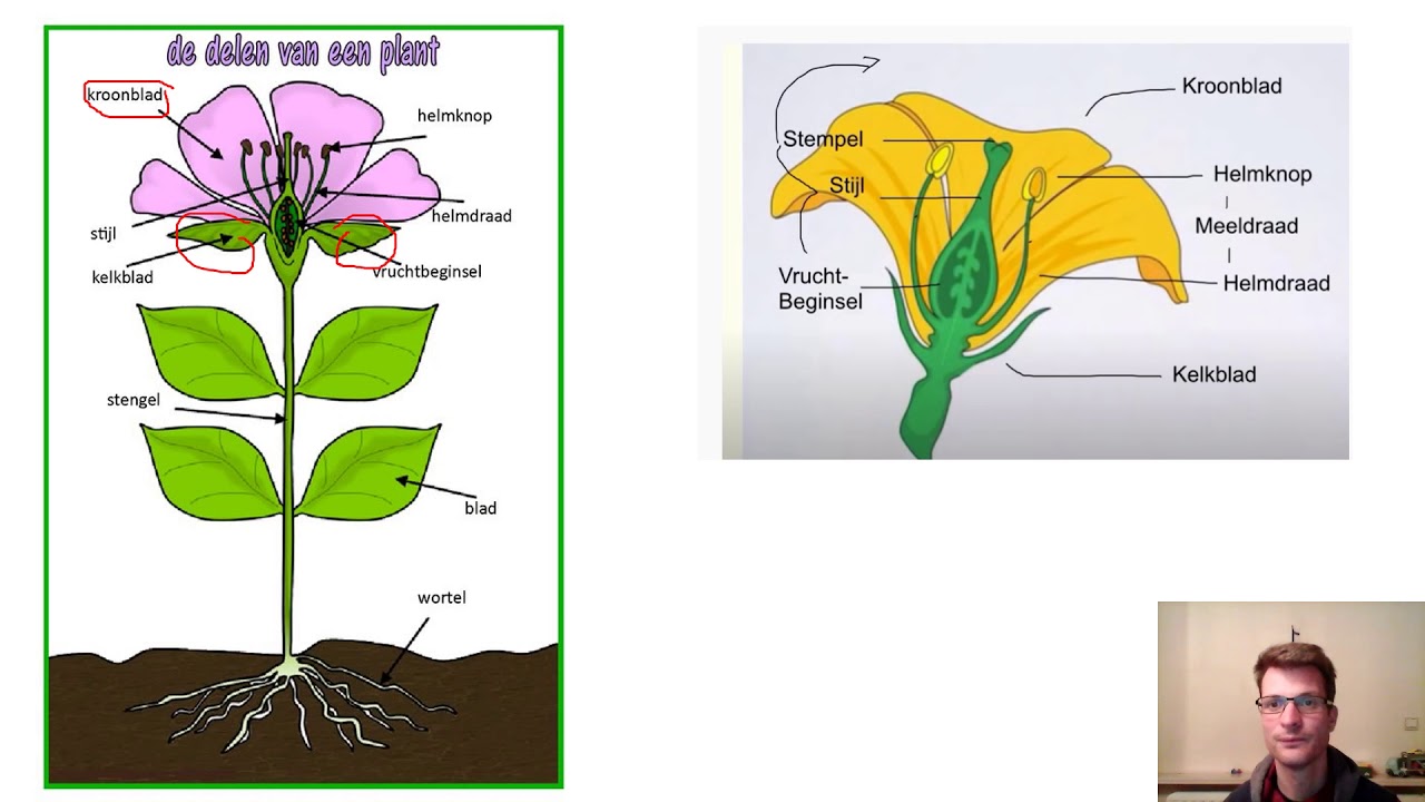onderdelen plant - YouTube