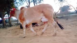 Golden Rathi For Sale @Harita(Hisar). 13 Litre Milk Capacity👍. 95182-95204. #DesiCows #ForSale