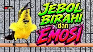 PANCINGAN SOGON AGAR BUNYI JEBOL BIRAHI DAN EMOSI‼️