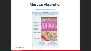 Day 19: Digestive System Chapter 26 Lecture 03/17/21 Part 1