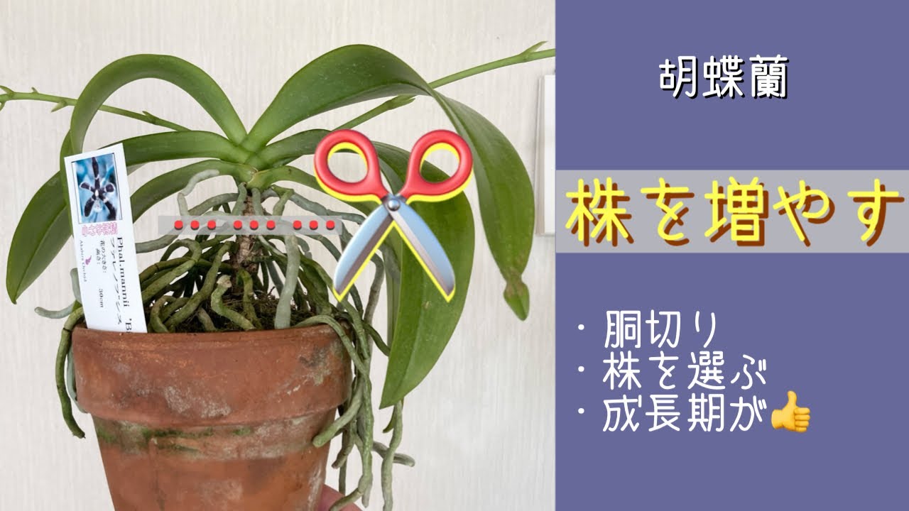 2023年4月11日 胡蝶蘭 【株の増やし方】 古い株を《胴切り》して増やす