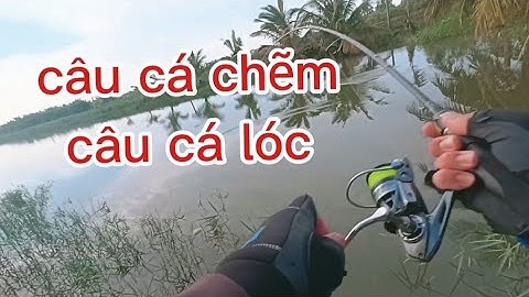 Câu Cá Chẽm Lure Cá Lóc Cần ATTACKER Máy Rancy Chuẩn Hãng Đồ Câu Đại Ngáo