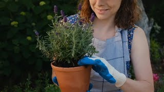 How to buy cheaper plants (and other ways to save money!) with budget-friendly garden design