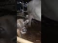 Sapi sapi qurban 2026 | Sapi bima super bobot 350kg _ 500kg up