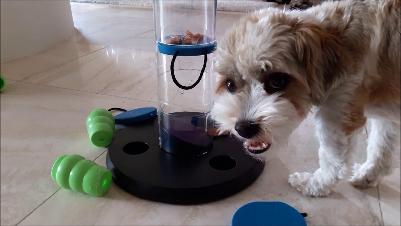 Interactive game Dog Activity 'Gambling Tower' - Pets - Interactive game