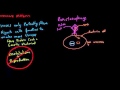 Viruses and the Immune System
