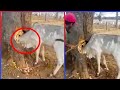 When human helps innocent animal  wild animal moments caught on camera  human help wild animals