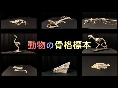 動物の骨格標本（19種類）