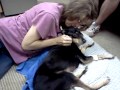 Buddy's last moments love and miss my puppy