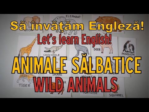 Sa Invatam Engleza Animale Salbatice Wild Animals Let S Learn