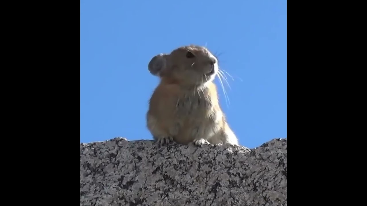 singing gopher 1 - YouTube