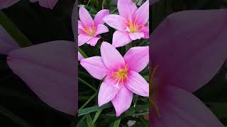 Küle Dönmüş Bahçeme, Çiçek Açtırırsın Rabbim Biliyorum...