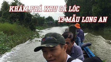 [phần 1] Khám phá khu câu cá lóc 13 mẫu tại Mộc Hóa - Long an