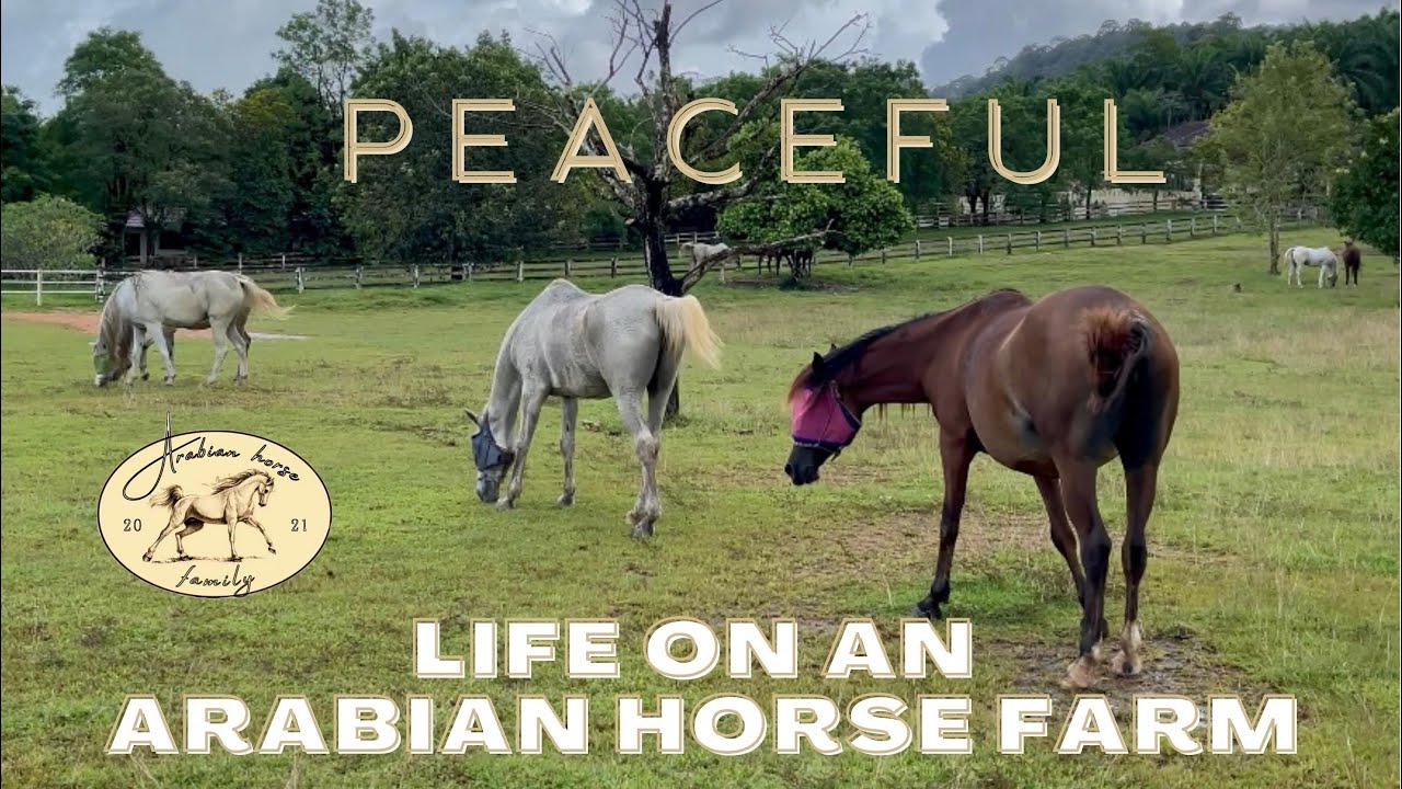 Relaxing horse video | Peaceful life at the Arabian Horse Family Farm ...